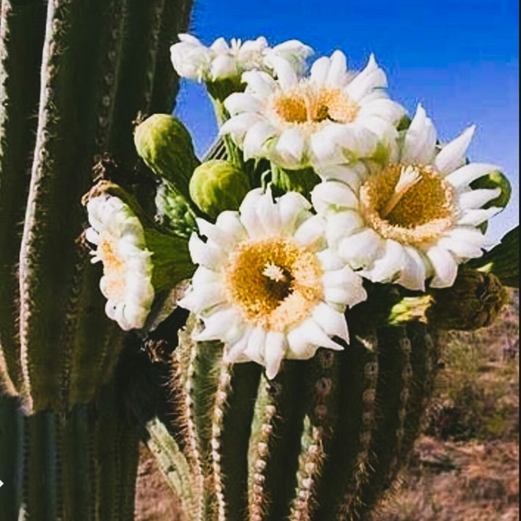 Meet your Posher, Karina - Picture 3 of 12